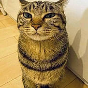 Mr. P joined the competition — help win amazing prizes! animal, cat, closeup, cute, domestic_animal, ears, expression, feline, floor, fur, indoor, looking_up, pet, portrait, shadow, sitting, striped, tabby, whiskers, wooden_floor