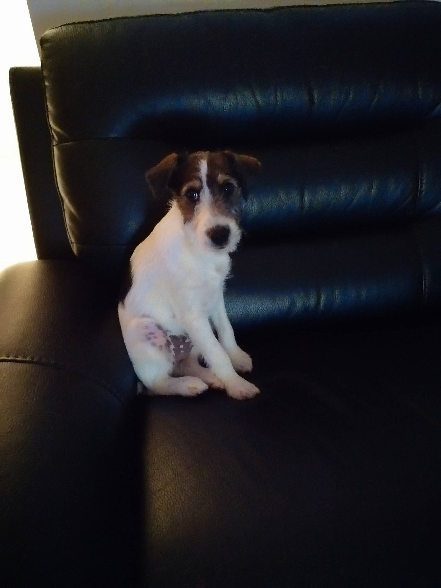 Paddy a rejoint le concours — aidez-le/la à gagner de superbes lots ! canidae, carnivore, companion_dog, dog, dog_breed, fox_terrier, jack_russell_terrier, mammal, parson_russell_terrier, puppy, rat_terrier, russell_terrier, smooth_fox_terrier, snout, sporting_group, whiskers