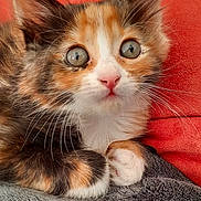 Aya participe au concours pour gagner de l'argent avec cette photo : animal, blanket, calico, cat, closeup, cozy, curious, cute, feline, fur, indoor, kitten, orange_background, pet, pink_nose, resting, small, soft_texture, whiskers, wide_eyes