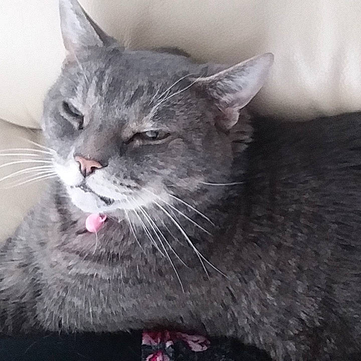 Velcro is registered to the contest to win money with this photo: asian, california_spangled, carnivore, cat, chartreux, domestic_short_haired_cat, european_shorthair, felidae, german_rex, korat, mammal, nebelung, pixie_bob, russian_blue, small_to_medium_sized_cats, snout, tabby_cat, vertebrate, whiskers