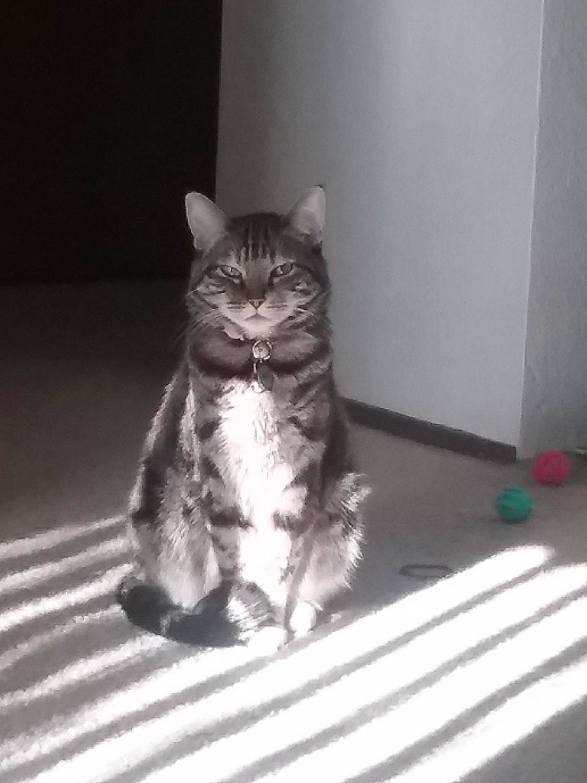 Suri is registered to the contest to win money with this photo: asian, black_and_white, british_semi_longhair, carnivore, cat, domestic_short_haired_cat, dragon_li, european_shorthair, eye, felidae, fur, kitten, photography, polydactyl_cat, small_to_medium_sized_cats, snapshot, snout, tabby_cat, tail, whiskers