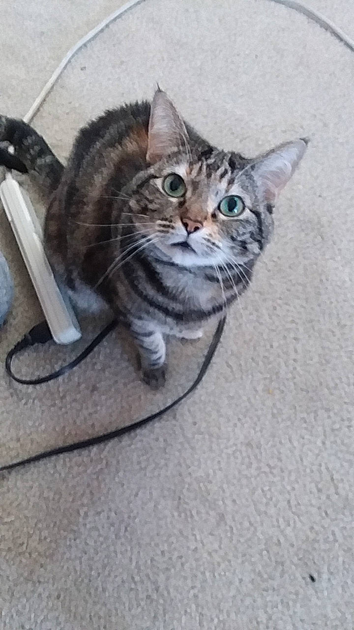 Suri joined the competition — help win amazing prizes! aegean_cat, american_shorthair, american_wirehair, asian, california_spangled, carnivore, cat, domestic_short_haired_cat, dragon_li, european_shorthair, felidae, kitten, mammal, pixie_bob, polydactyl_cat, small_to_medium_sized_cats, tabby_cat, tail, vertebrate, whiskers