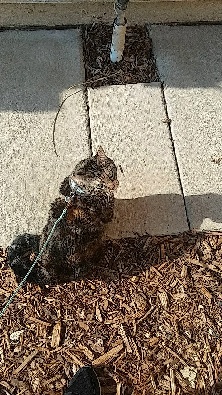 Suri is registered to the contest to win money with this photo: cat, felidae, small_to_medium_sized_cats, soil, tabby_cat