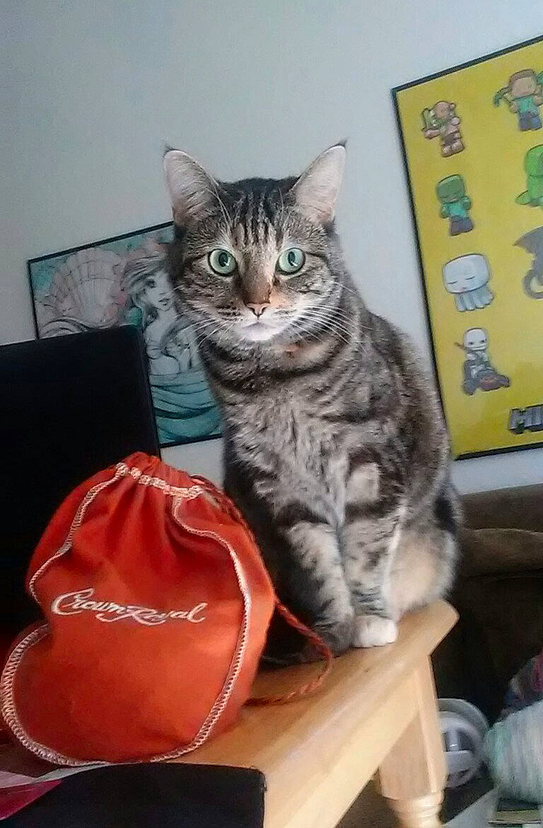 Suri is registered to the contest to win money with this photo: american_shorthair, asian, california_spangled, carnivore, cat, domestic_short_haired_cat, dragon_li, egyptian_mau, european_shorthair, felidae, hat, kitten, mammal, ocicat, small_to_medium_sized_cats, tabby_cat, whiskers