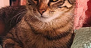 Princess joined the competition — help win amazing prizes! cat, tabby, indoor, quilt, mint_green, feline, pet, striped_fur, relaxed, cozy, yellow_eyes, whiskers, pink_towel, door, background, domestic_animal, resting, close_up, warm_lighting, home