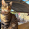 Princess joined the competition — help win amazing prizes! tabby_cat, cat, pet, animal, feline, collar, tag, outdoor, sunlight, wooden_railing, curious, alert, ears, whiskers, fur, yellow_eyes, blue_sky, metal_roof, shadows, nature
