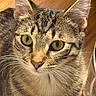 Princess is registered to the contest to win money with this photo: cat, tabby, close_up, yellow_eyes, whiskers, fur, ears, pet, animal, domestic, portrait, curious, indoor, wooden_background, feline, mammal, face, looking, cute, young