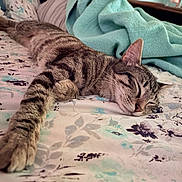 Princess is registered to the contest to win money with this photo: cat, tabby_cat, sleeping, bed, blanket, floral_pattern, indoor, cozy, resting, feline, animal, pet, striped, paw, relaxation, closeup, soft_texture, comfort, peaceful, domestic