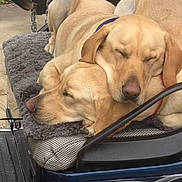 Ruger And Remi joined the competition — help win amazing prizes! animal, canine, car, cartrunk, cushion, dog, goldenretriever, homedecor, hound, labradorretriever, machine, person, pet, pickuptruck, puppy, sleeping, transportation, truck, vehicle, wheel