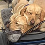 animal, canine, car, cartrunk, cushion, dog, goldenretriever, homedecor, hound, labradorretriever, machine, person, pet, pickuptruck, puppy, sleeping, transportation, truck, vehicle, wheel