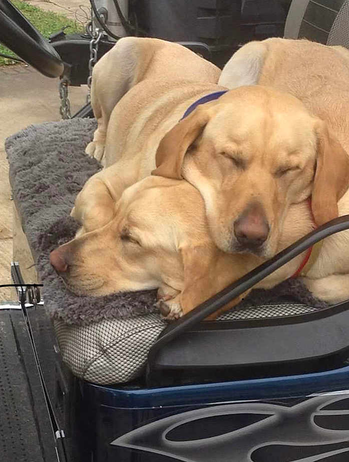 Ruger And Remi