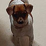 dog, brown_fur, white_fur, pet, animal, indoor, floor, standing, ears, tail, canine, mammal, domestic_animal, companion, looking_down, blurred, low_light, small_dog, short_hair, quiet