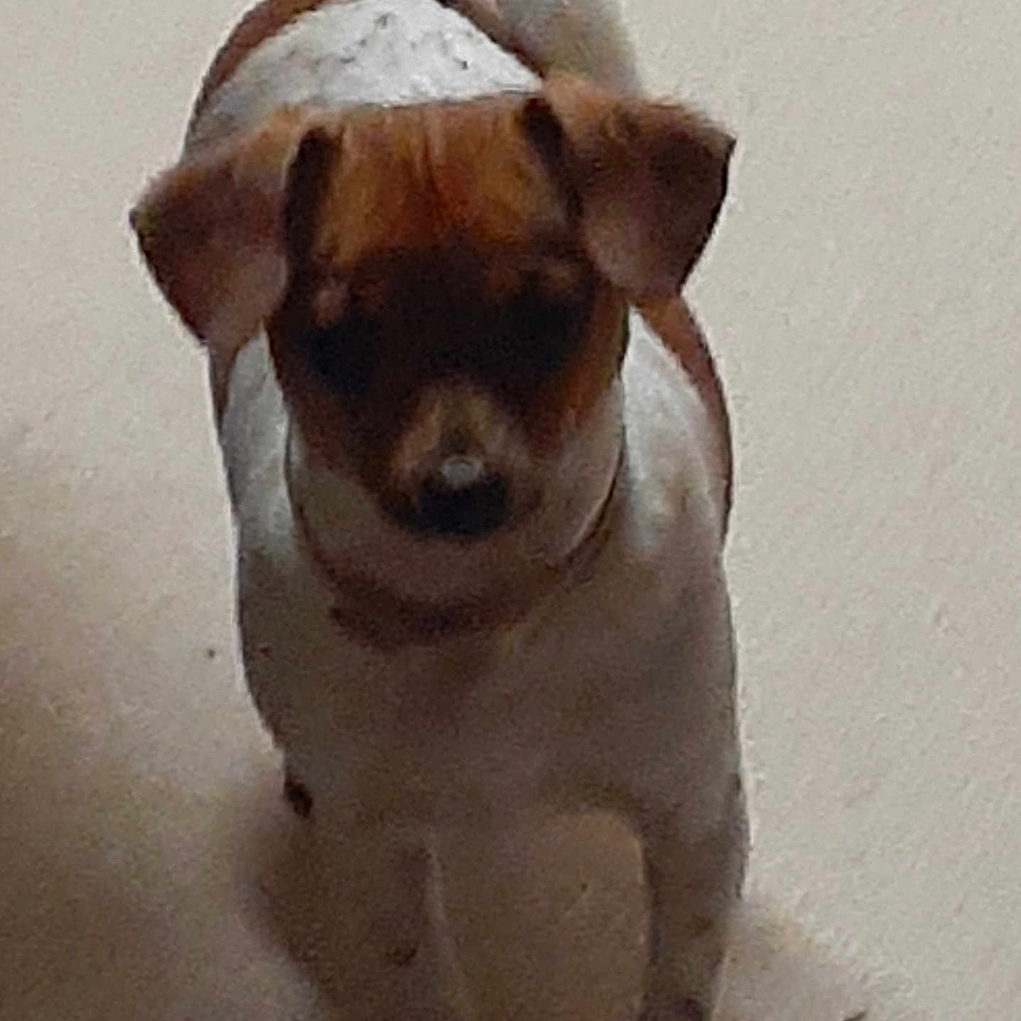 Satchi is registered to the contest to win money with this photo: animal, blurred, brown_fur, canine, companion, dog, domestic_animal, ears, floor, indoor, looking_down, low_light, mammal, pet, quiet, short_hair, small_dog, standing, tail, white_fur