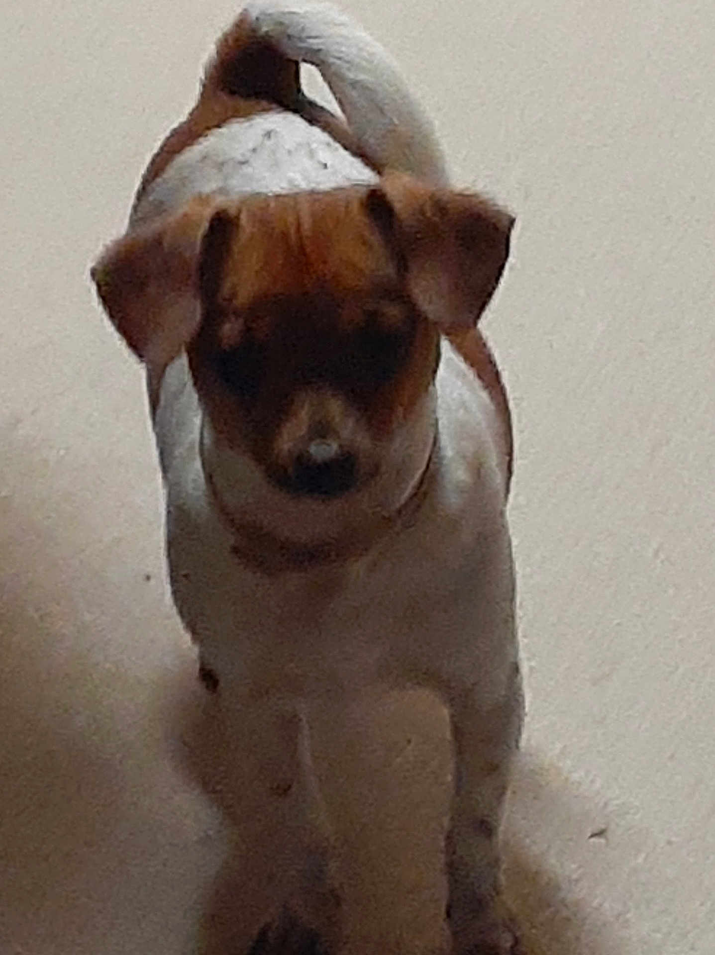 Satchi is registered to the contest to win money with this photo: dog, brown_fur, white_fur, pet, animal, indoor, floor, standing, ears, tail, canine, mammal, domestic_animal, companion, looking_down, blurred, low_light, small_dog, short_hair, quiet