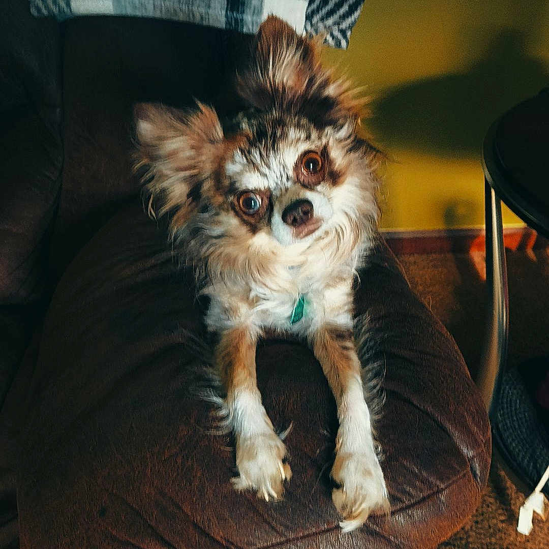 Nash joined the competition — help win amazing prizes! animal, blanket, brown, canine, carpet, chair, collar, cozy, cute, dog, ears, face, fur, furry, home, indoor, leather, pet, relaxed, table