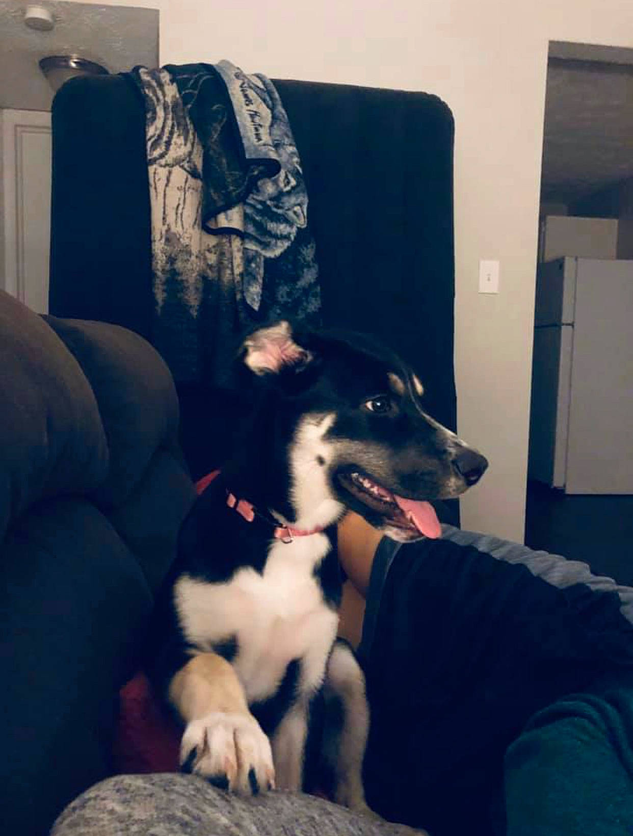 Lowha is registered to the contest to win money with this photo: canidae, carnivore, companion_dog, couch, dog, dog_breed, mammal, puppy, rat_terrier, sitting, sporting_group, vertebrate