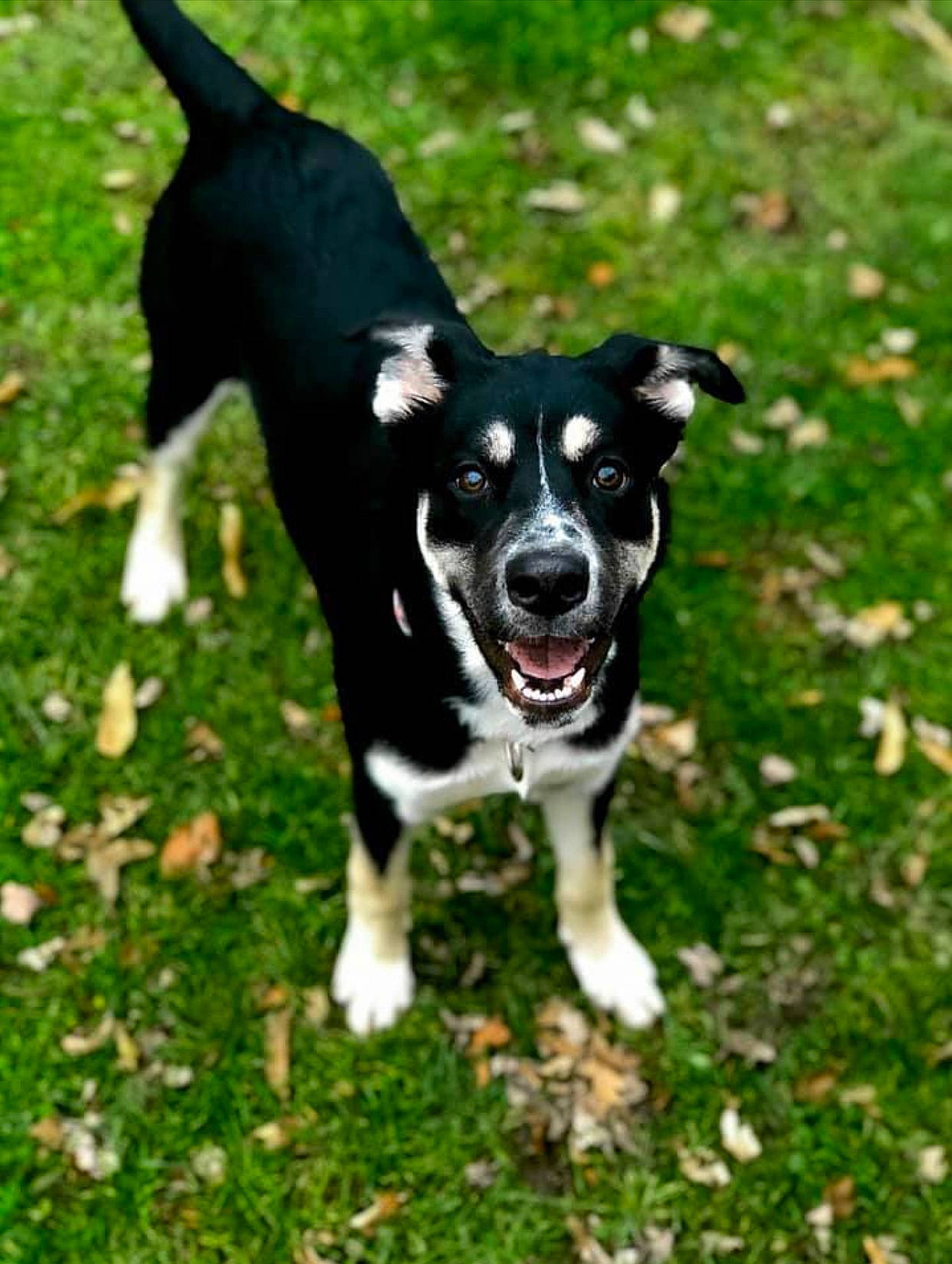 Lowha is registered to the contest to win money with this photo: border_collie, canidae, carnivore, companion_dog, dog, dog_breed, feist, mammal, mcnab, rare_breed_dog, rat_terrier, snout, sporting_group, vertebrate, working_dog