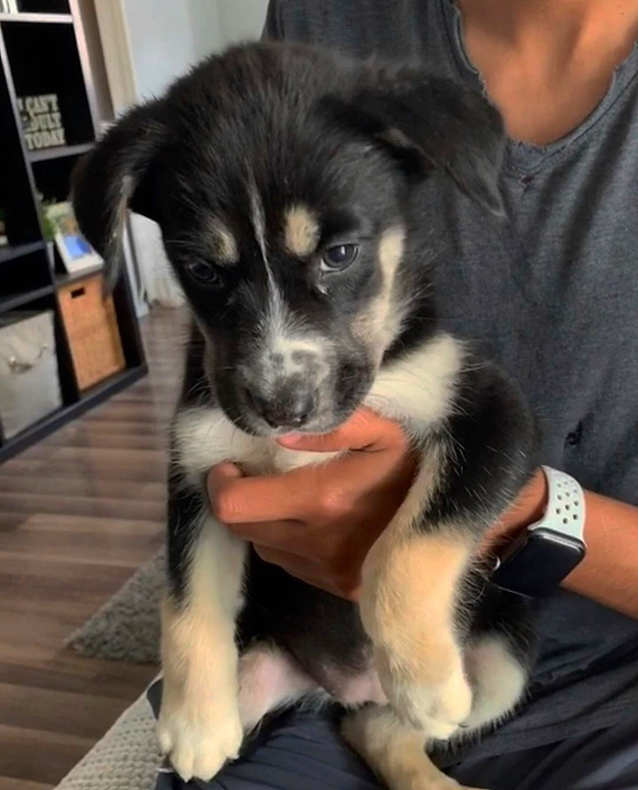 Lowha is registered to the contest to win money with this photo: canidae, carnivore, companion_dog, dog, dog_breed, labrador_husky, lapponian_herder, mammal, puppy, puppy_love, rare_breed_dog, siberian_husky, sled_dog, snout, sporting_group, vertebrate, whiskers