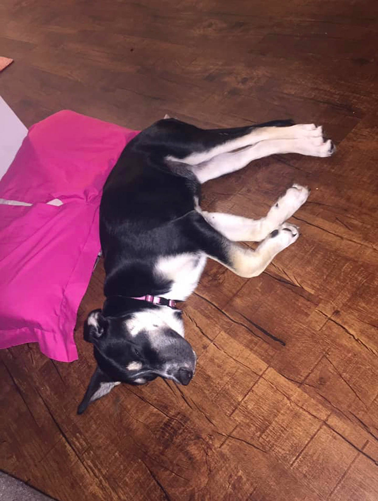 Lowha is registered to the contest to win money with this photo: boston_terrier, canidae, carnivore, dog, dog_breed, floor, flooring, non_sporting_group, sporting_group, tail