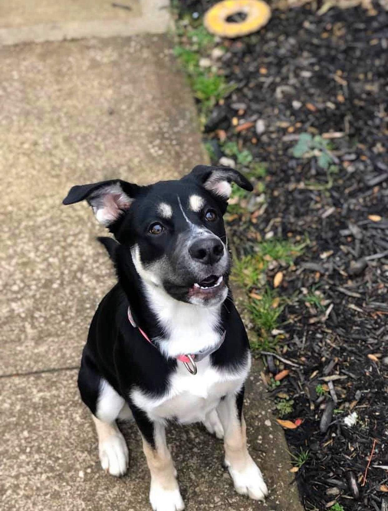 Lowha joined the competition — help win amazing prizes! border_collie, canidae, carnivore, companion_dog, dog, dog_breed, feist, mammal, mcnab, puppy, rare_breed_dog, snout, sporting_group