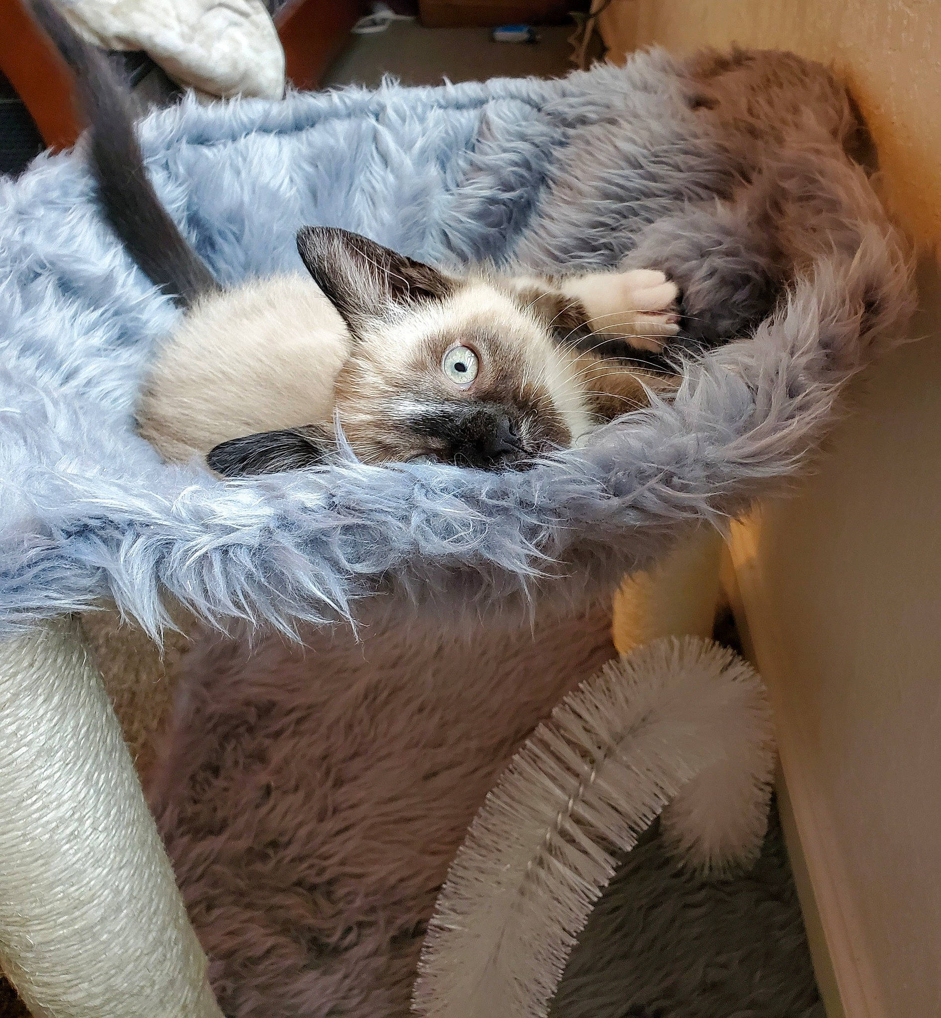 Calcifer is registered to the contest to win money with this photo: asian, balinese, carnivore, cat, cornish_rex, devon_rex, felidae, fur, german_rex, javanese, kitten, mammal, ojos_azules, rex_cat, siamese, small_to_medium_sized_cats, thai, tonkinese, vertebrate, whiskers