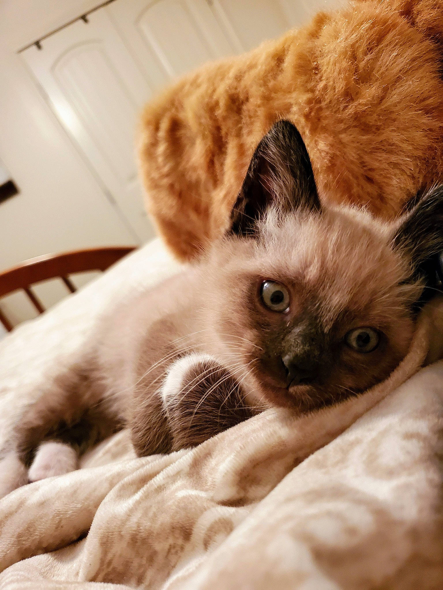 Calcifer joined the competition — help win amazing prizes! asian, balinese, birman, burmese, carnivore, cat, ear, eye, fawn, felidae, fur, kitten, mammal, ragdoll, siamese, small_to_medium_sized_cats, snout, thai, tonkinese, whiskers