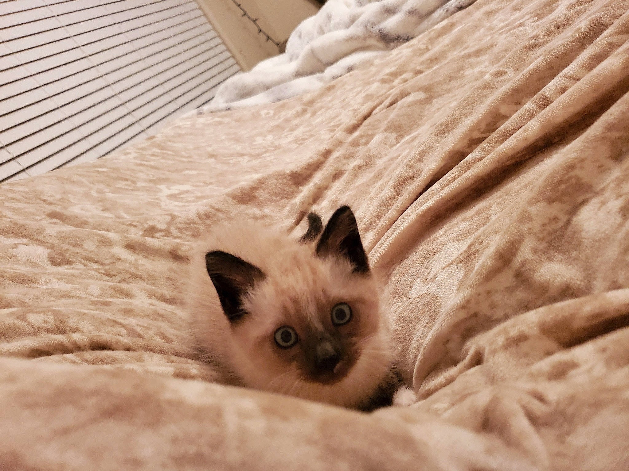 Calcifer joined the competition — help win amazing prizes! balinese, birman, burmese, carnivore, cat, colorpoint_shorthair, eye, fawn, felidae, himalayan, kitten, mammal, ojos_azules, ragdoll, siamese, small_to_medium_sized_cats, snowshoe, thai, tonkinese, whiskers