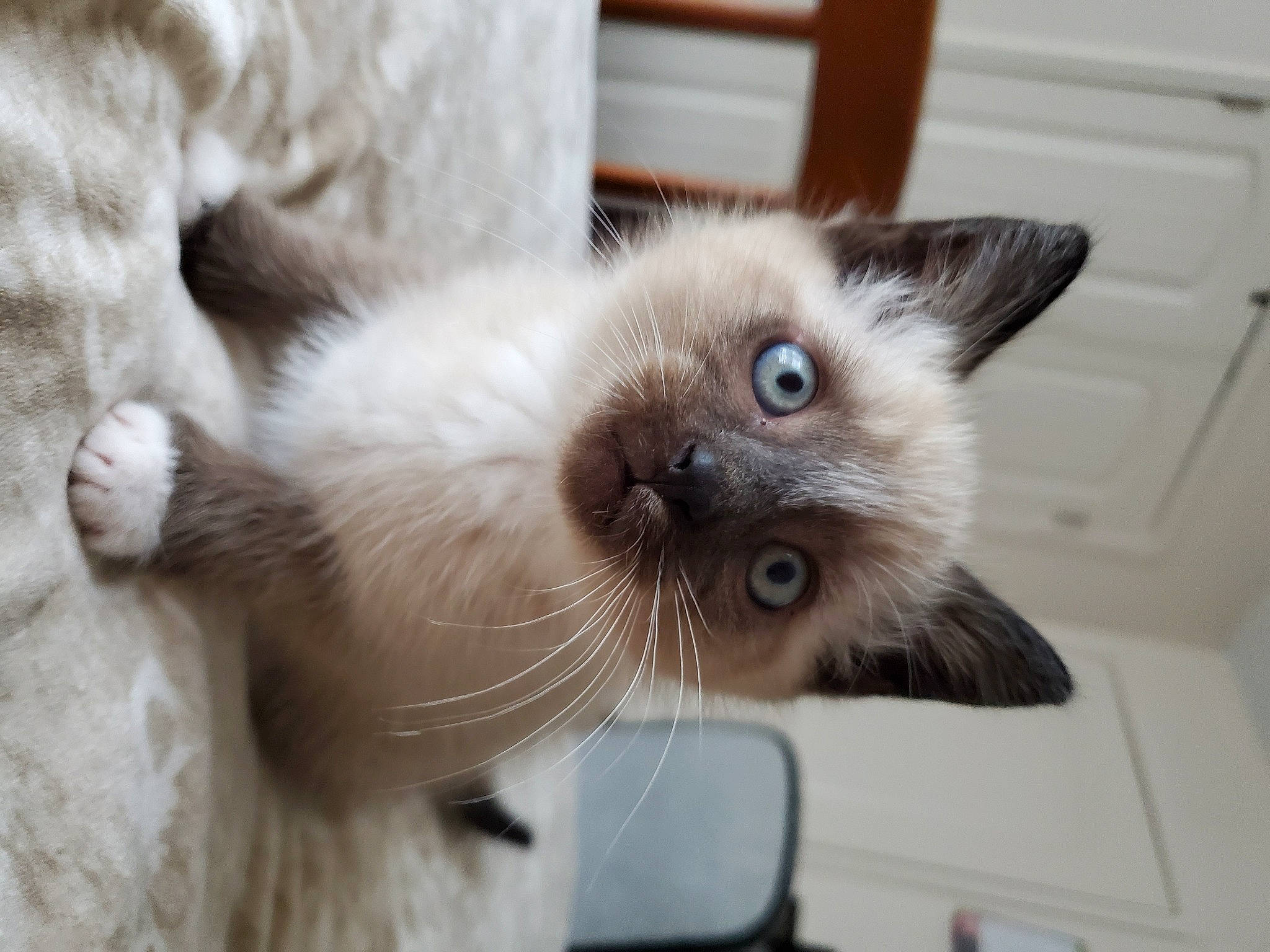 Calcifer joined the competition — help win amazing prizes! balinese, birman, carnivore, cat, ear, eye, fawn, felidae, fur, himalayan, iris, kitten, mammal, ragdoll, siamese, small_to_medium_sized_cats, snout, thai, tonkinese, whiskers