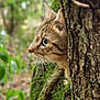 Vasco participe au concours pour gagner de l'argent avec cette photo : cat, tabby_cat, animal, mammal, tree, bark, moss, forest, nature, wild, outdoor, whiskers, closeup, profile, greenery, camouflage, branch, curious, eye, pet
