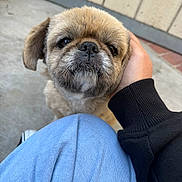 Simba joined the competition — help win amazing prizes! black_nose, black_sleeve, blue_fabric, brown_fur, close_up, cute, dark_eyes, dog, facial_hair, flat_face, floppy_ears, human_hand, outdoor, pavement, portrait, puppy, short_muzzle, small_dog, tiled_wall, white_fur