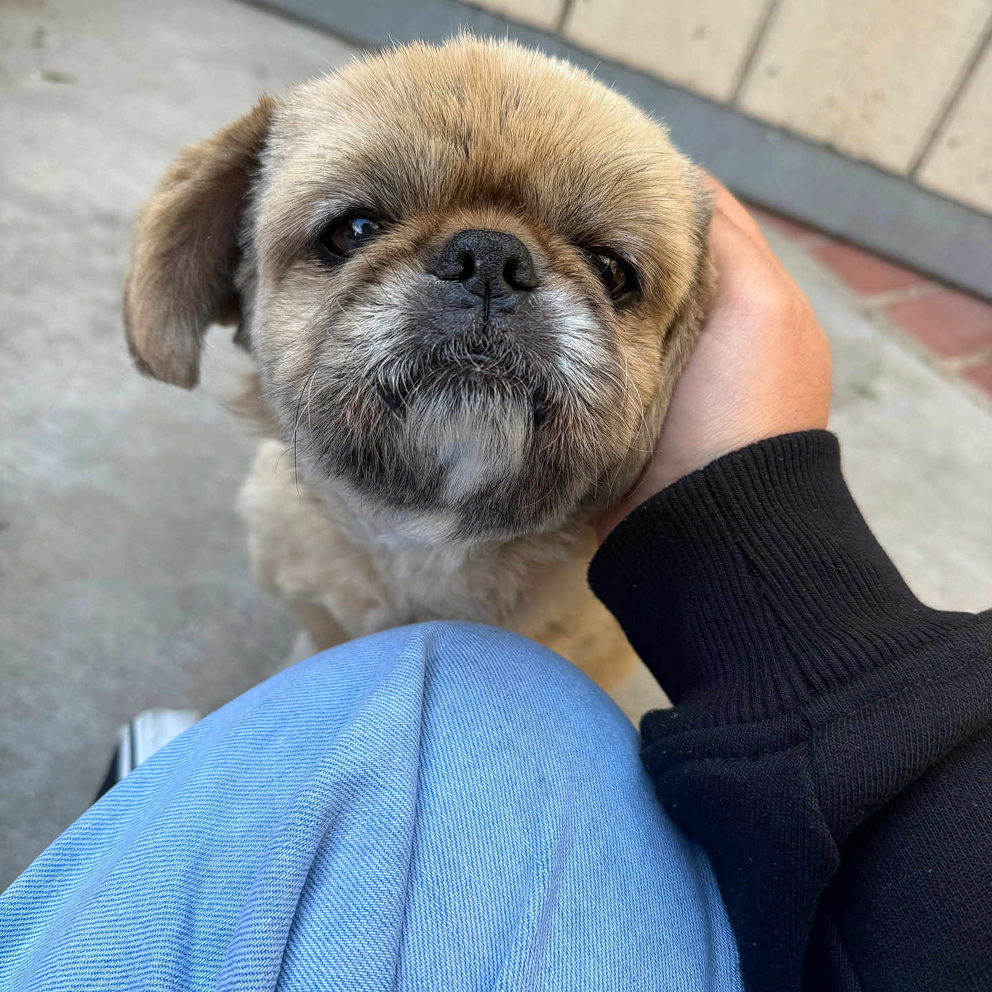 Simba