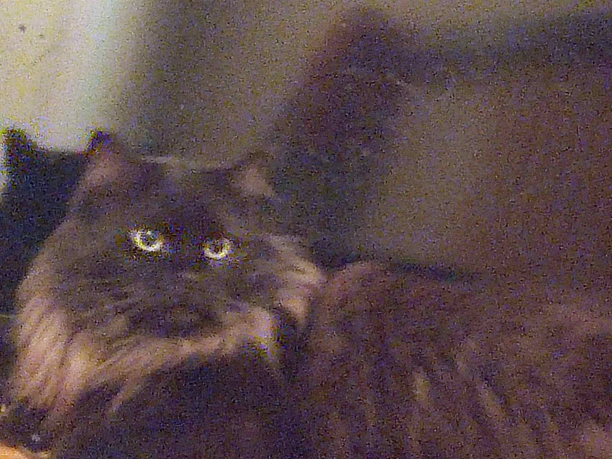 Ruby D Amour a rejoint le concours — aidez-le/la à gagner de superbes lots ! art, carnivore, cat, domestic_short_haired_cat, drawing, felidae, fur, persian, small_to_medium_sized_cats, snout, terrestrial_animal, whiskers