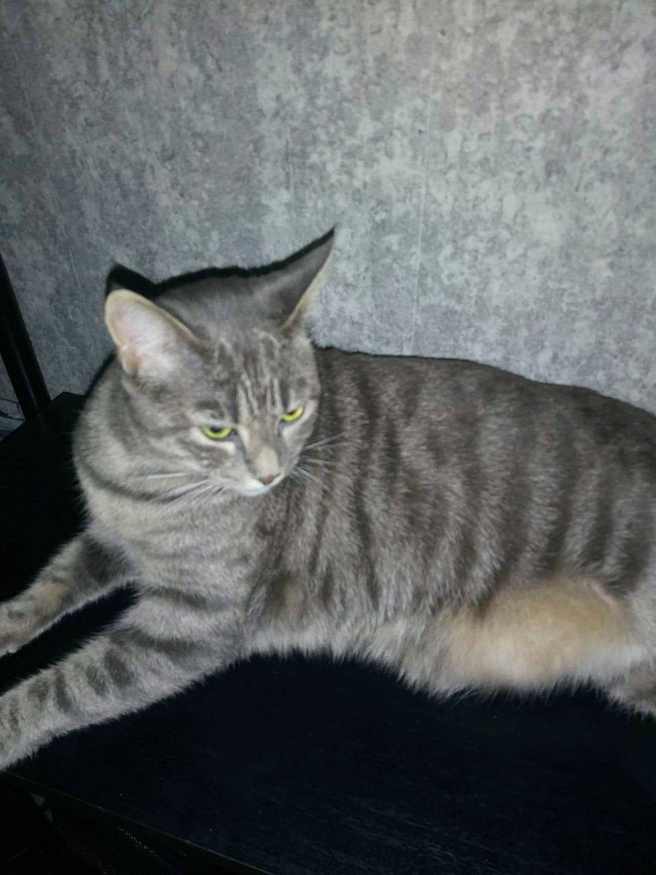 Titi a rejoint le concours — aidez-le/la à gagner de superbes lots ! carnivore, cat, domestic_short_haired_cat, felidae, fur, grey, paw, small_to_medium_sized_cats, snout, tail, terrestrial_animal, whiskers