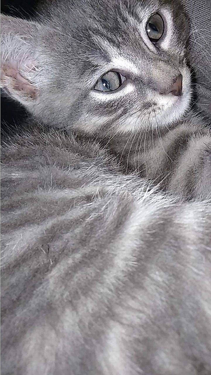 Titi a rejoint le concours — aidez-le/la à gagner de superbes lots ! art, canidae, dog_breed, domestic_short_haired_cat, felidae, fur, grey, monochrome, monochrome_photography, nose, primate, small_to_medium_sized_cats, snout, sporting_group, terrestrial_animal, whiskers, wildlife, working_animal, wrinkle