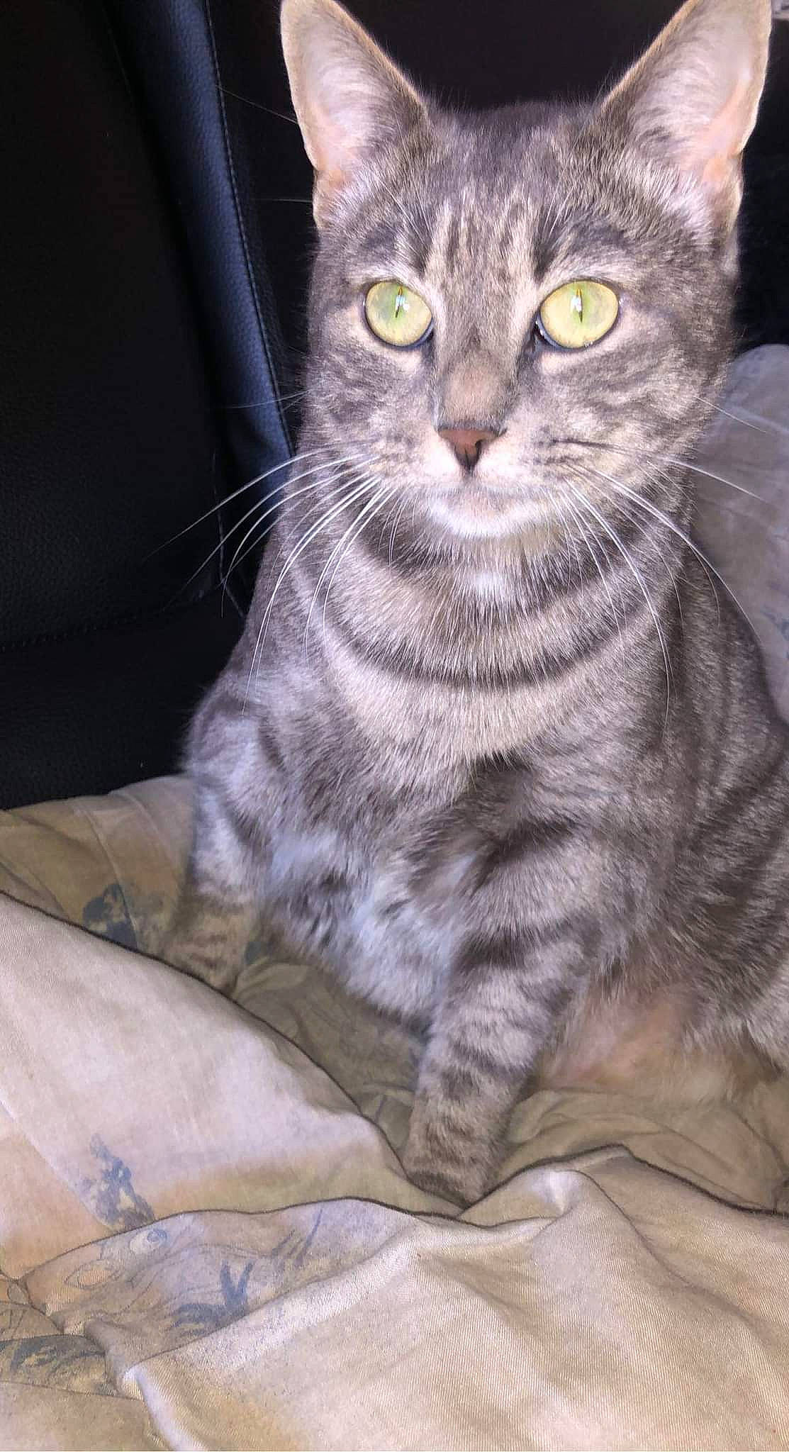 Titi participe au concours pour gagner de l'argent avec cette photo : carnivore, cat, claw, comfort, domestic_short_haired_cat, felidae, fur, grey, paw, small_to_medium_sized_cats, snout, tail, terrestrial_animal, whiskers, window