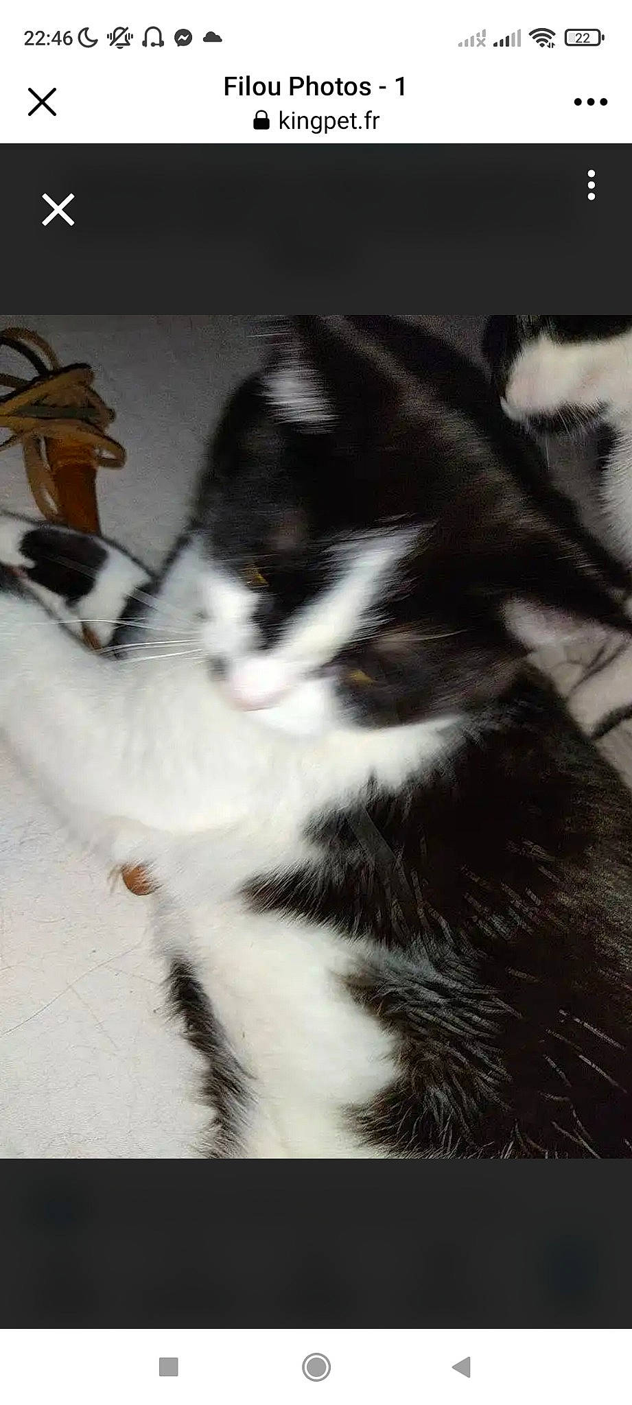 Filou a rejoint le concours — aidez-le/la à gagner de superbes lots ! carnivore, cat, claw, domestic_short_haired_cat, felidae, flooring, fur, monochrome_photography, paw, plant, shadow, small_to_medium_sized_cats, snout, tail, terrestrial_animal, whiskers