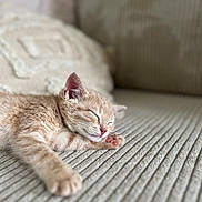 June participe au concours pour gagner de l'argent avec cette photo : kitten, cat, sleeping, paw, couch, beige, furry, relaxation, cute, pet, indoor, cozy, nap, closeup, young, feline, soft, whiskers, rest, home
