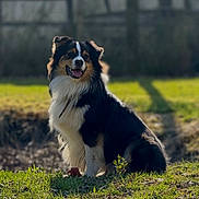Nüka a rejoint le concours — aidez-le/la à gagner de superbes lots ! dog, outdoor, grass, sunlight, happy, pet, animal, fur, nature, smiling, sitting, canine, daylight, mammal, portrait, friendly, grass_field, blurred_background, collar, tricolor
