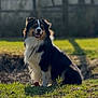 dog, outdoor, grass, sunlight, happy, pet, animal, fur, nature, smiling, sitting, canine, daylight, mammal, portrait, friendly, grass_field, blurred_background, collar, tricolor