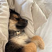 Joy participe au concours pour gagner de l'argent avec cette photo : puppy, dog, sleeping, blanket, cozy, fur, pet, cute, rest, indoors, collar, snuggled, soft, paw, relaxation, animal, bed, comfort, young, adorable