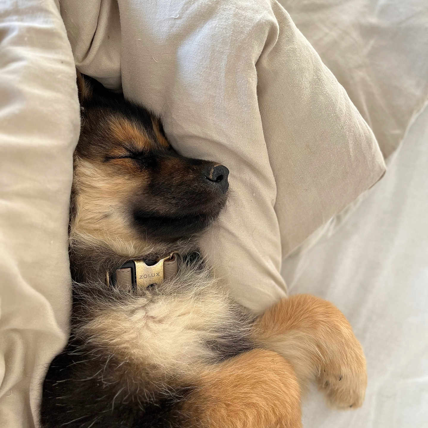 Joy participe au concours pour gagner de l'argent avec cette photo : adorable, animal, bed, blanket, collar, comfort, cozy, cute, dog, fur, indoors, paw, pet, puppy, relaxation, rest, sleeping, snuggled, soft, young