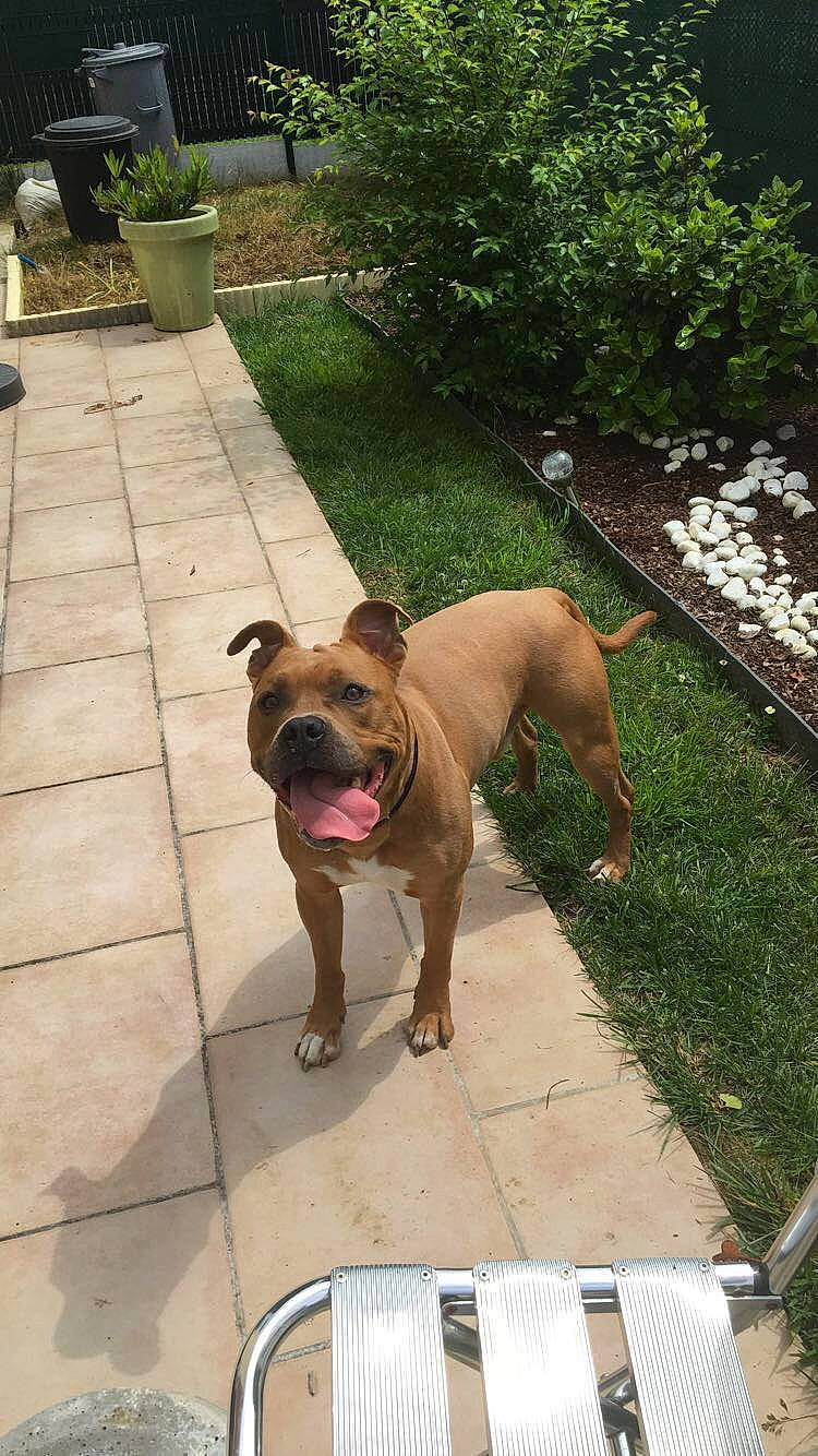 Junky participe au concours pour gagner de l'argent avec cette photo : american_bulldog, american_pit_bull_terrier, american_staffordshire_terrier, boerboel, boxer, bulldog, bullmastiff, carnivoran, dog, dog_breed, dog_breed_group, dog_like_mammal, fawn, mammal, old_english_bulldog, olde_english_bulldogge, renascence_bulldogge, snout, valley_bulldog, vertebrate