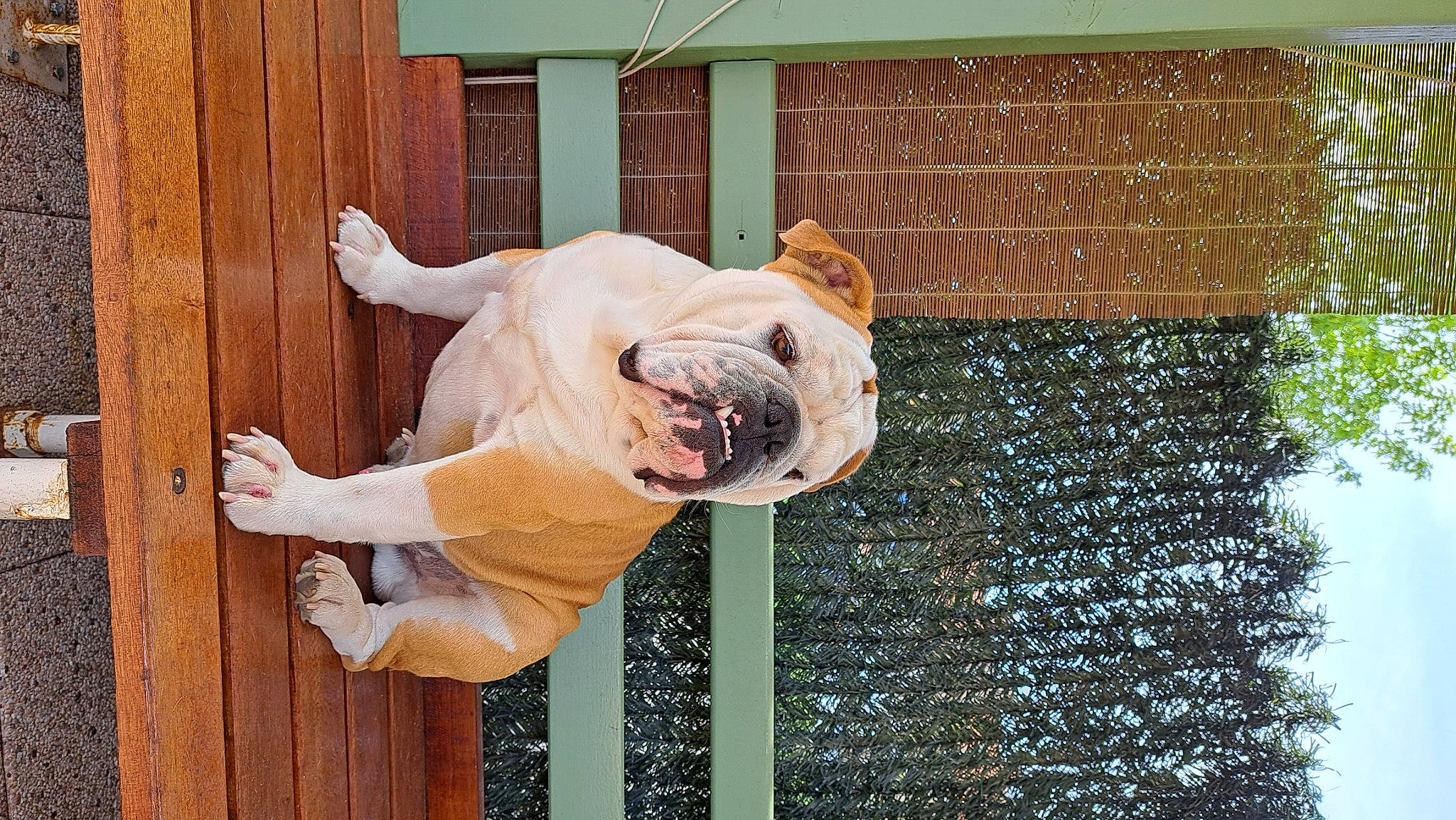 Socrate participe au concours pour gagner de l'argent avec cette photo : companion_dog, dog_breed, door, eyewear, fawn, fun, fur, grass, guard_dog, happy, non_sporting_group, plant, sunglasses, tail, toy, tree, water, window, wood, wrinkle