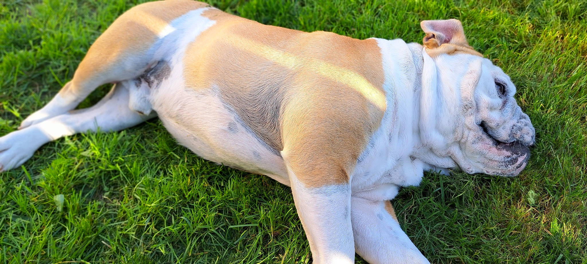 Socrate participe au concours pour gagner de l'argent avec cette photo : barechested, canidae, companion_dog, dog_breed, fawn, grass, grassland, herbaceous_plant, human_leg, livestock, non_sporting_group, pasture, plant, snout, sporting_group, tail, terrestrial_animal, wildlife