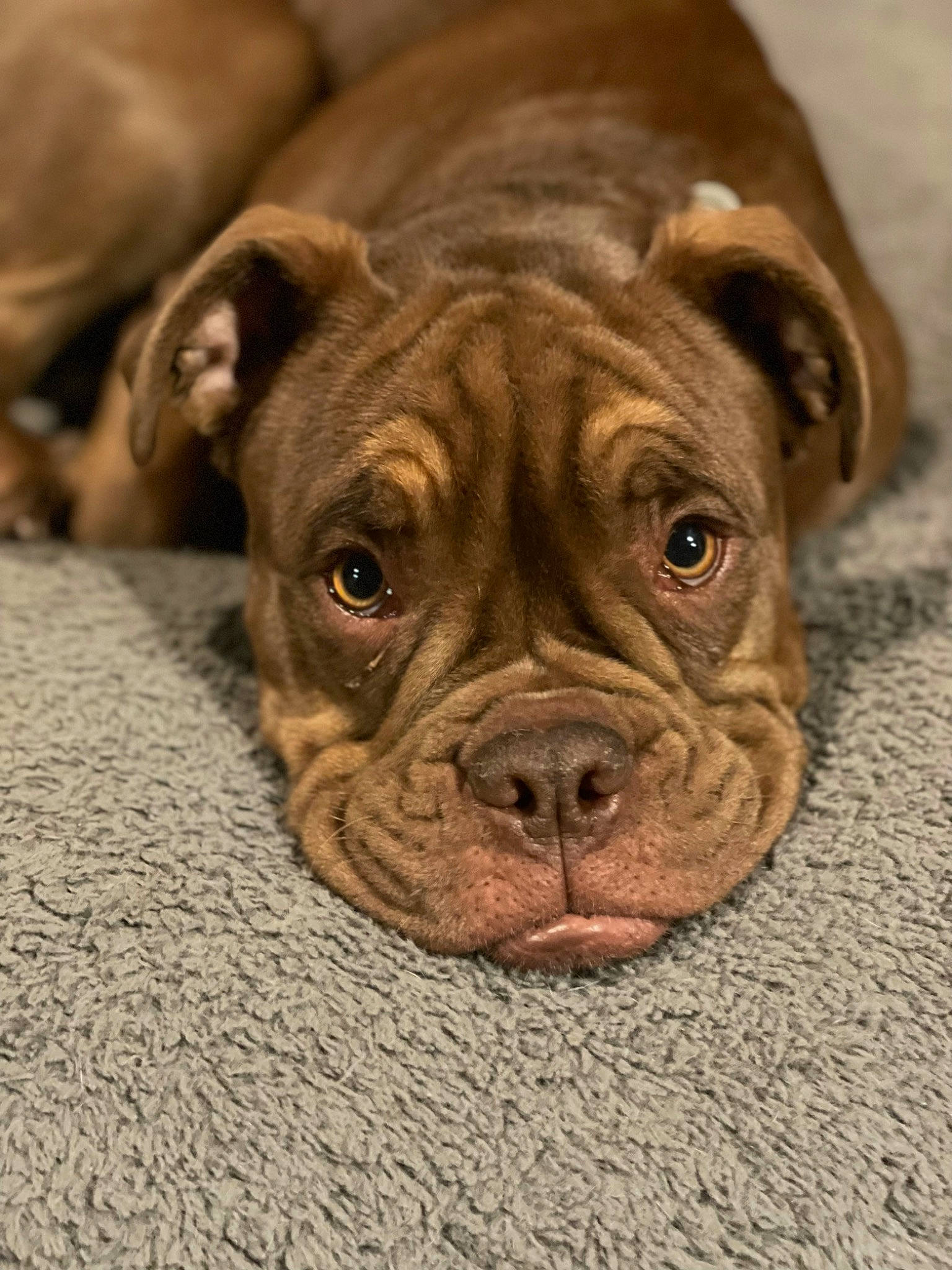 Rica joined the competition — help win amazing prizes! ancient_dog_breeds, boxer, bulldog, carnivore, close_up, companion_dog, dog, dog_breed, fawn, fur, guard_dog, liver, molosser, non_sporting_group, sporting_group, terrestrial_animal, whiskers, working_animal, working_dog, wrinkle