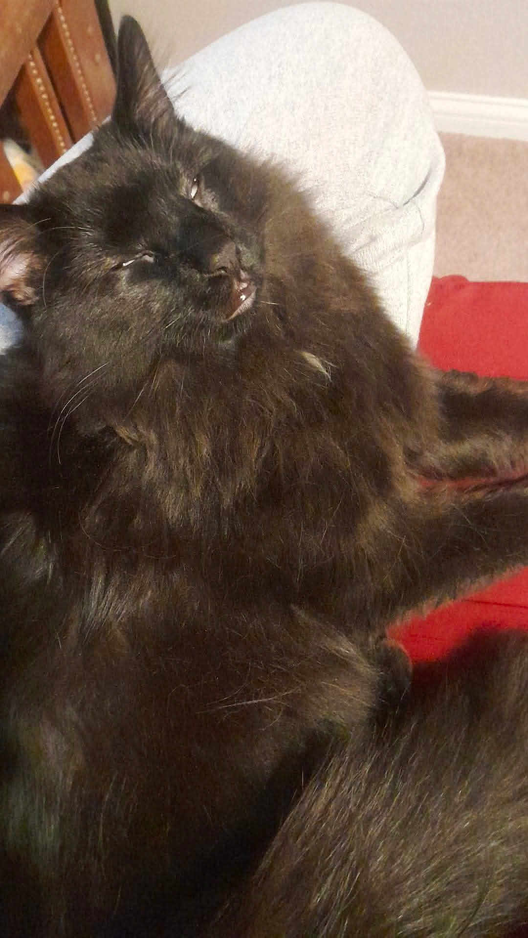 Apollo