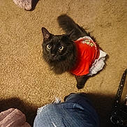 Apollo is registered to the contest to win money with this photo: cat, black_cat, pet, indoor, carpet, clothing, red_dress, curious, fur, animal, domestic_animal, looking_up, jeans, ripped_jeans, floor, household, cozy, cute, feline, tail