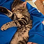 cat, kitten, sleeping, tabby, fur, paw, hand, blue_sweatshirt, cozy, resting, indoor, closeup, pet, animal, cute, relaxed, comfort, soft, striped, nap