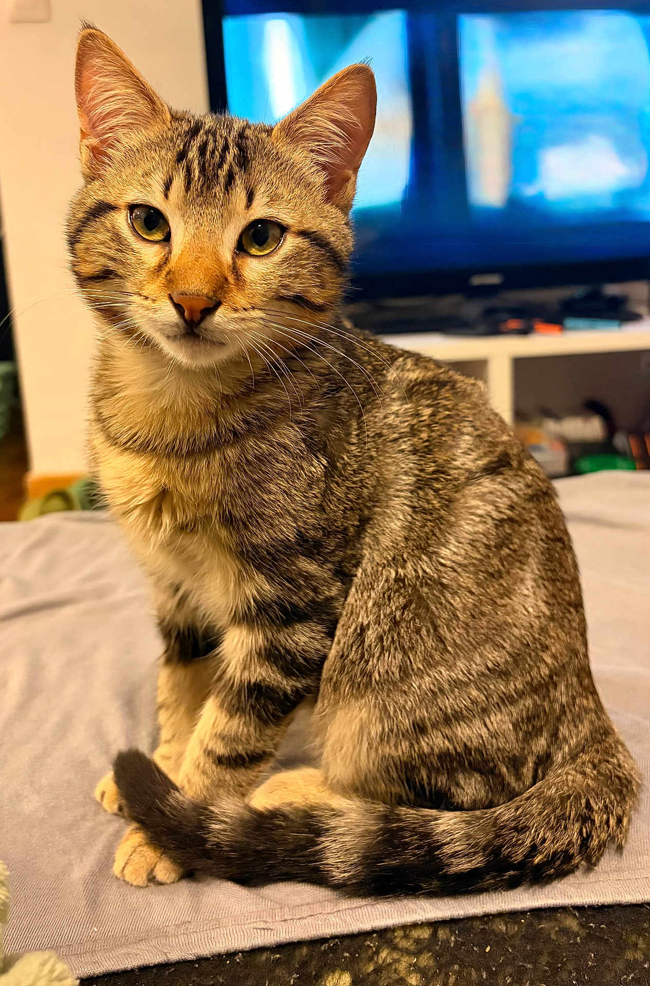 Atlas a rejoint le concours — aidez-le/la à gagner de superbes lots ! cat, tabby, pet, animal, feline, indoor, sitting, fur, tail, whiskers, eyes, blanket, cozy, domestic, cute, portrait, striped, soft, relaxed, home