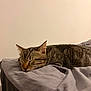 Atlas a rejoint le concours — aidez-le/la à gagner de superbes lots ! cat, tabby, sleeping, nap, resting, feline, pet, indoor, blanket, gray, soft, fur, whiskers, ear, peaceful, relaxation, animal, closeup, quiet, cozy